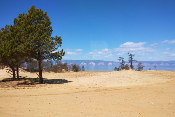 Flussküste mit Bäumen