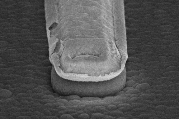 black and white photo, picture from micrograph