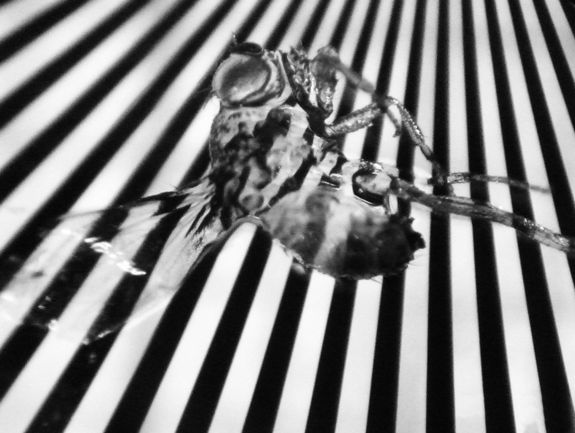 A "transparent" drosophila