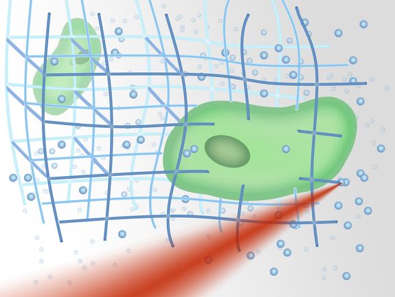 A laser hardens the liquid material exactly at the focal point, so a three-dimensional mesh can be created that holds the cells in place.